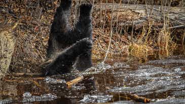 Photo Gallery: Groggy Black Bear Wakes Up, Falls into a Frozen Pond