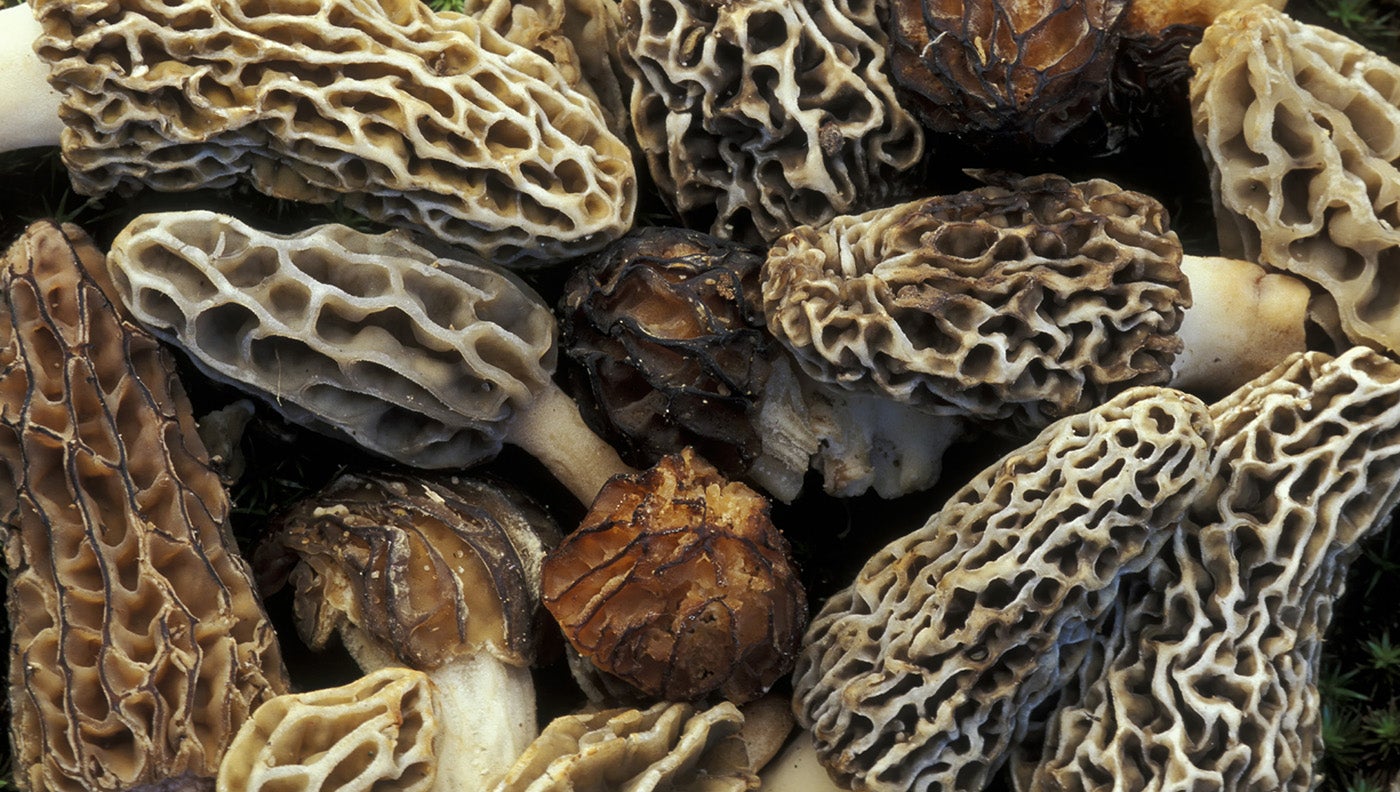 photo of morel mushrooms