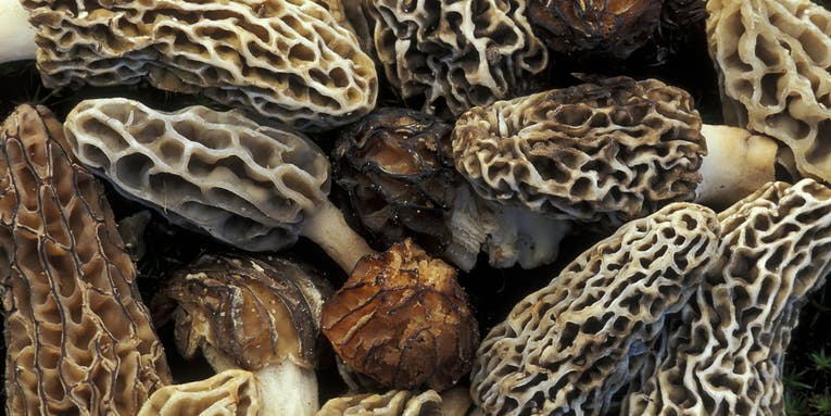 Iowa Mushroom Hunters Find Motherlode of Morels, Pick 175 Pounds in Two Days