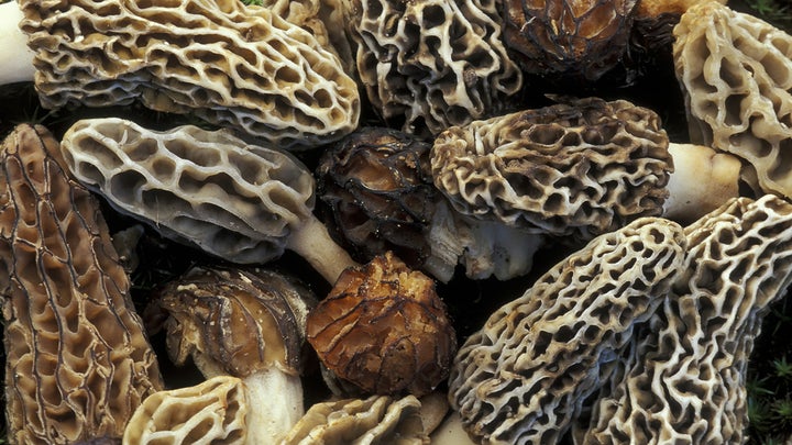 photo of morel mushrooms