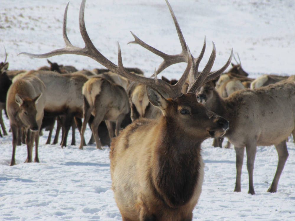 large bull elk with other elk behind him