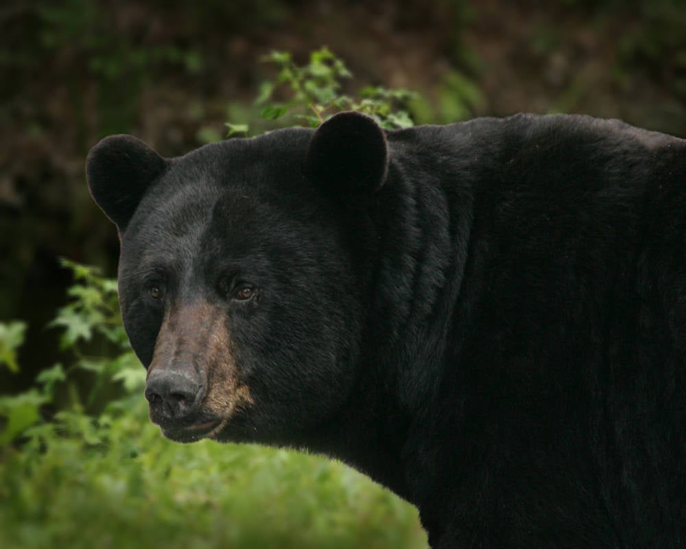 New Jersey has an estimated population of 5,000 black bears. 