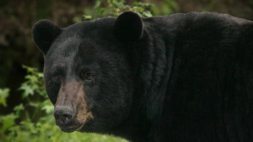 Black Bear Attacks New Jersey Woman As She Checks the Mail