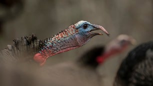 photo of wild turkeys