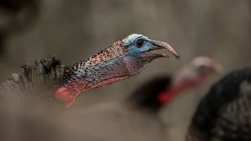7 Things Hunters Should and Shouldn't Do Right Now to Save Wild Turkeys