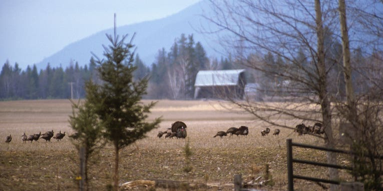 Bird Flu Discovered in Montana Wild Turkeys