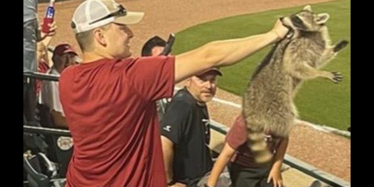 Fan Barehands a Wild Raccoon at Arkansas Razorbacks Baseball Game