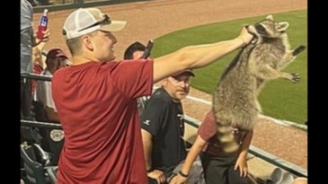 raccoon bites baseball fan