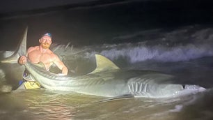 shirtless man with large tiger shark