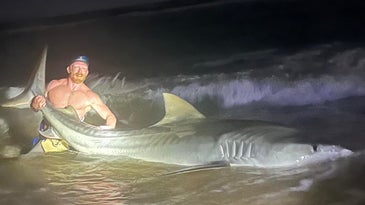 Texas Angler Catches Massive 12.5-Foot Tiger Shark from the Beach