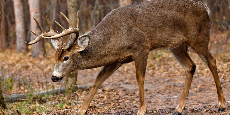 Wisconsin Hunter is Gored By a Buck, Rescued by Helicopter, Then Slapped with a Fine