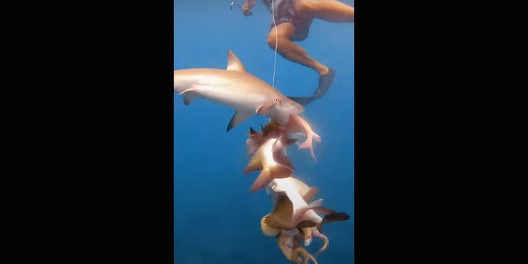 Video: Shark and Fisherman Fight Over Catch Underwater
