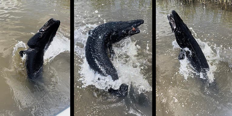 Texas Anglers Catch Rare All-Black “Freaking Scary” River Monster