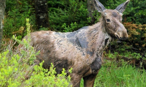 Winter ticks are taking their toll on Maine moose.
