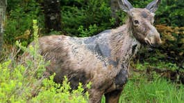 Winter Ticks Are Wiping Out Moose in Maine