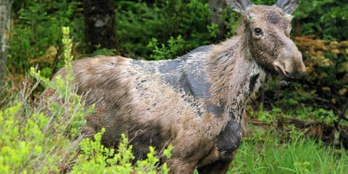 Winter Ticks Are Wiping Out Moose in Maine