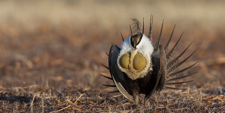 Judge Rules That Proposal to List Sage Grouse as Threatened Under the ESA Must Go Forward