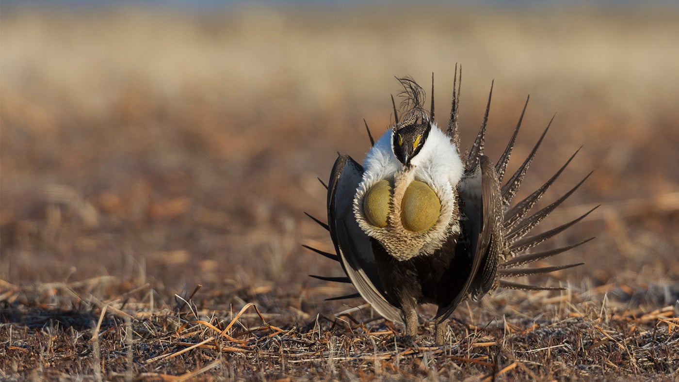 photo of sage grouse