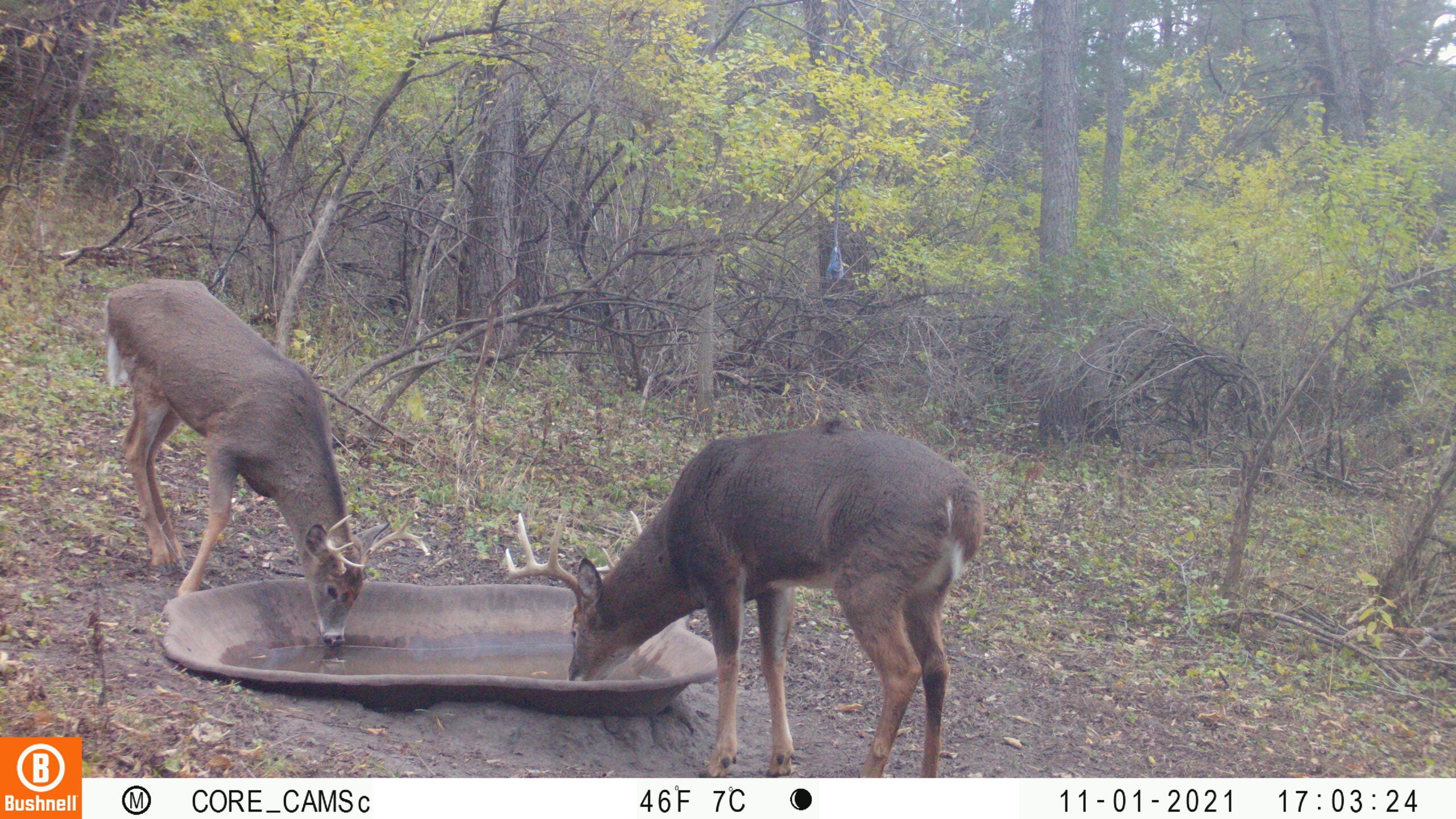 picture of deer drinking