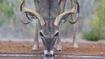 Just Add Water: Put in Ponds Now to Attract More Bucks This Fall