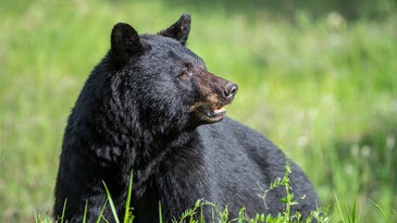 Wisconsin Couple Stabs and Shoots Intruding Black Bear While Children Sleep