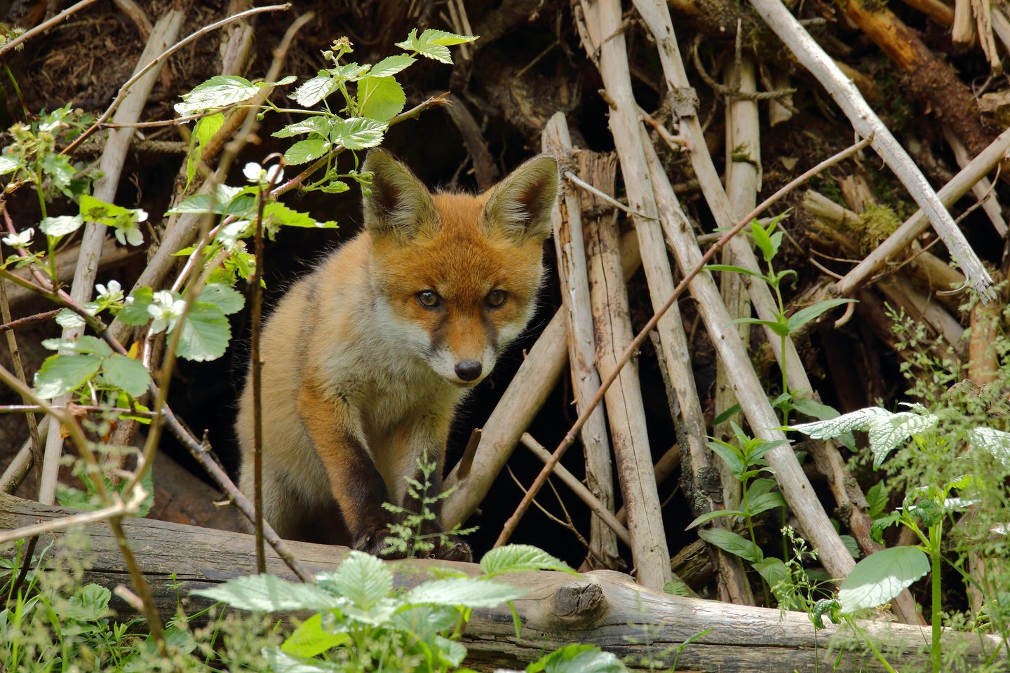 Red fox pup emerging from a den in the woods.