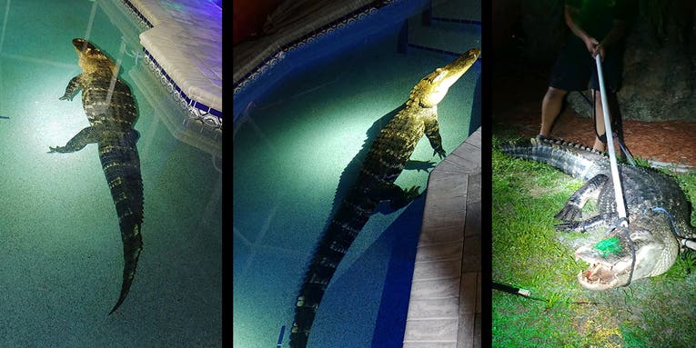 Family Discovers 11-foot, 550-Pound Gator in Backyard Swimming Pool