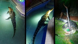 alligator in swimming pool