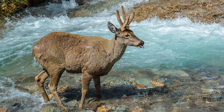 Efforts Intensify to Save the Huemul, South America’s Endangered Deer