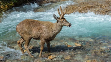 photo of South Andean deer