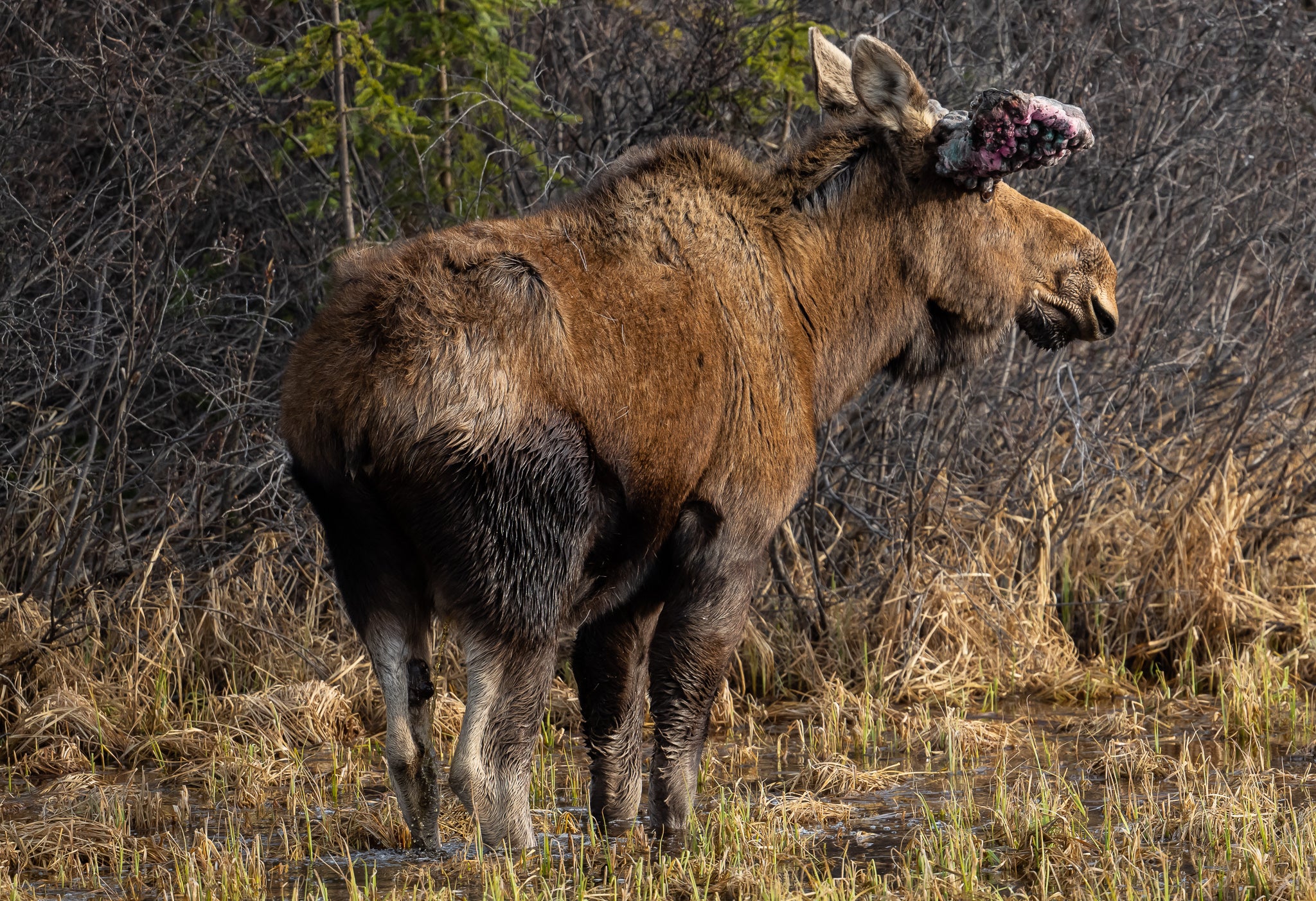 bull moose with misshapen antlers
