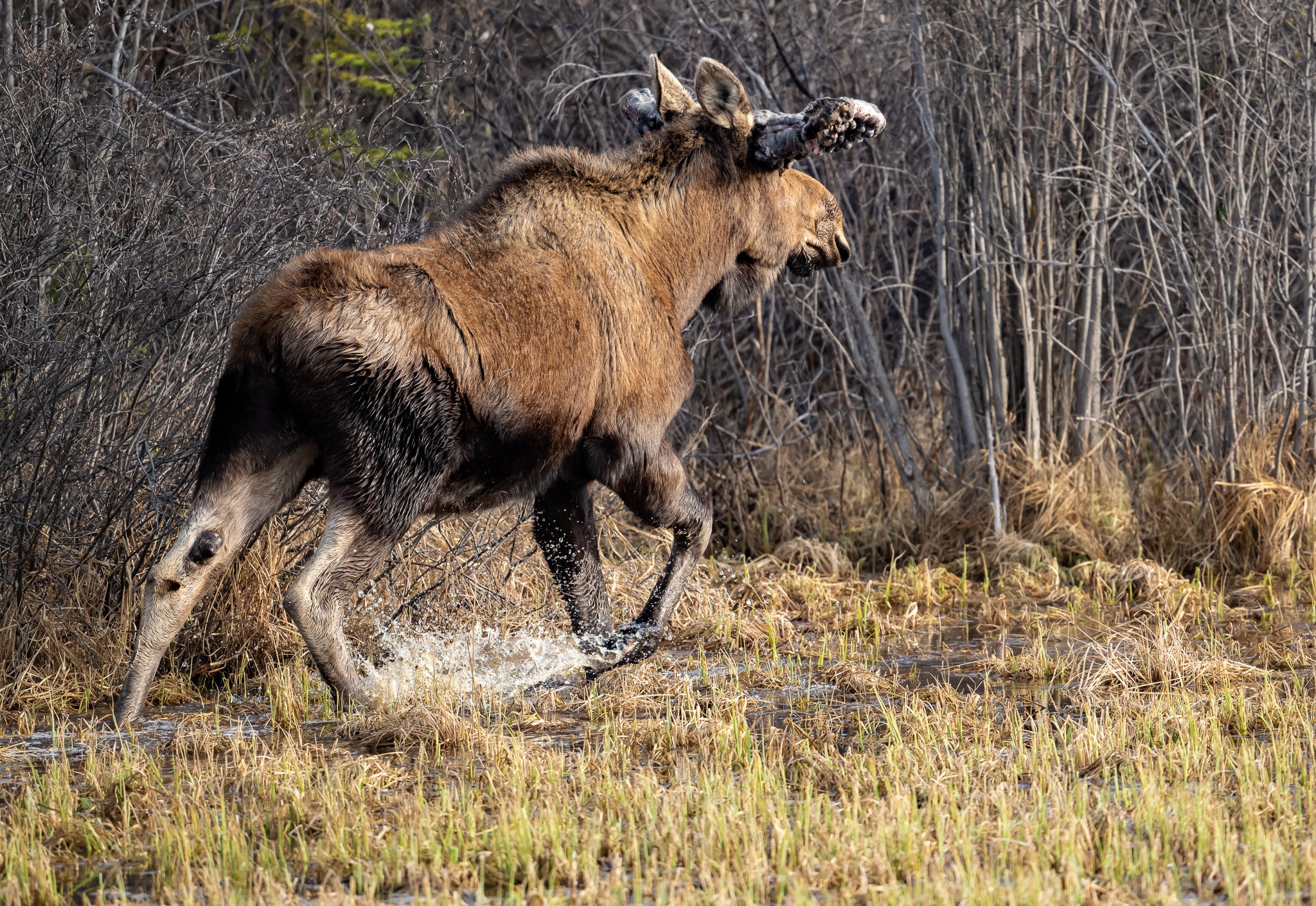 bull moose with misshapen antlers runs towards woods