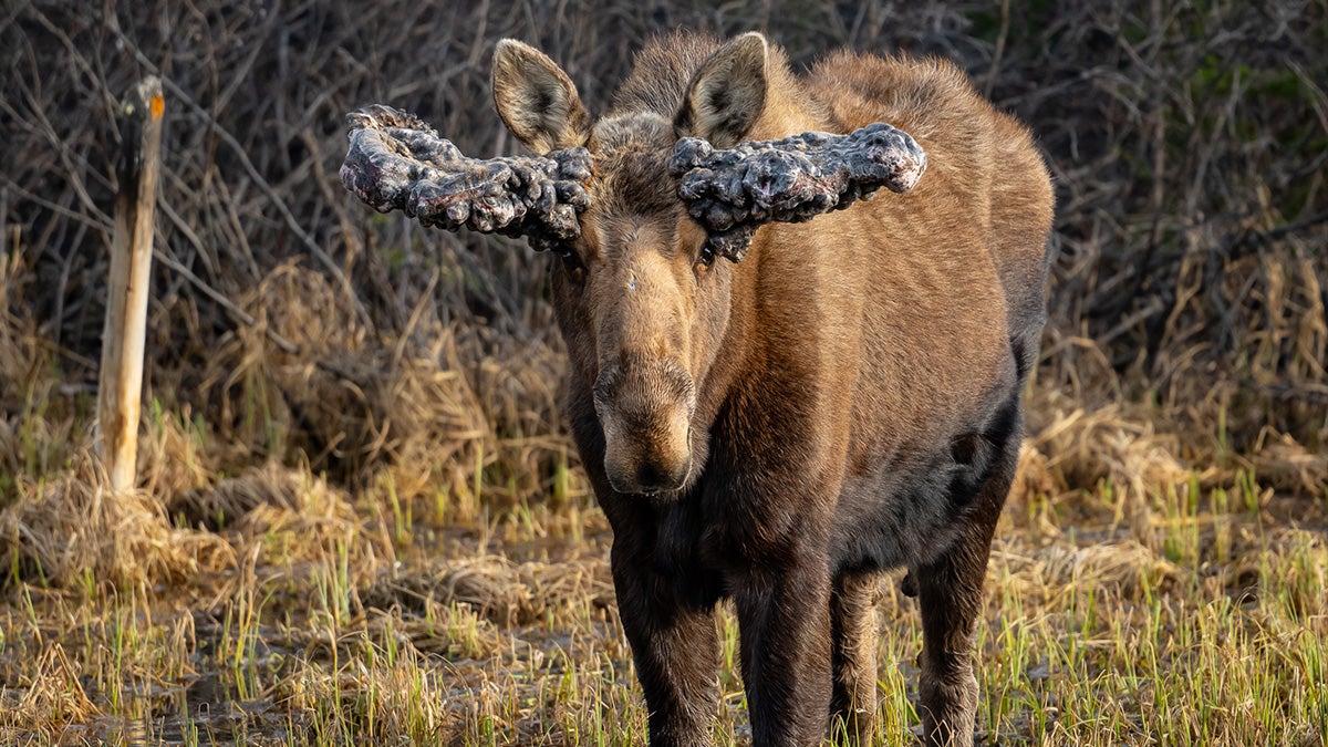 moose with oddly-shaped paddles