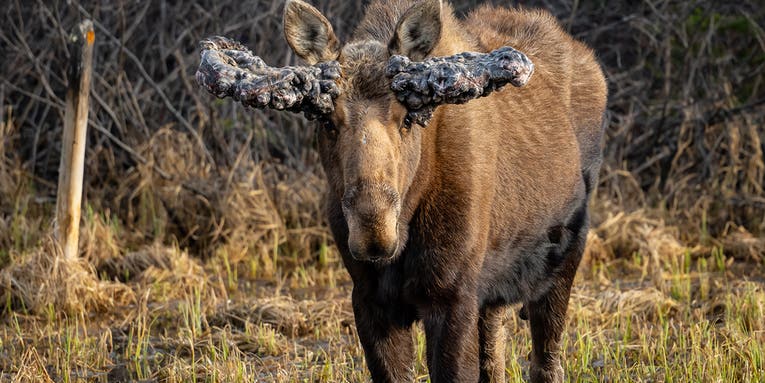 Canadian Photographer Captures Images of a Bull Moose with Wildly Deformed Paddles