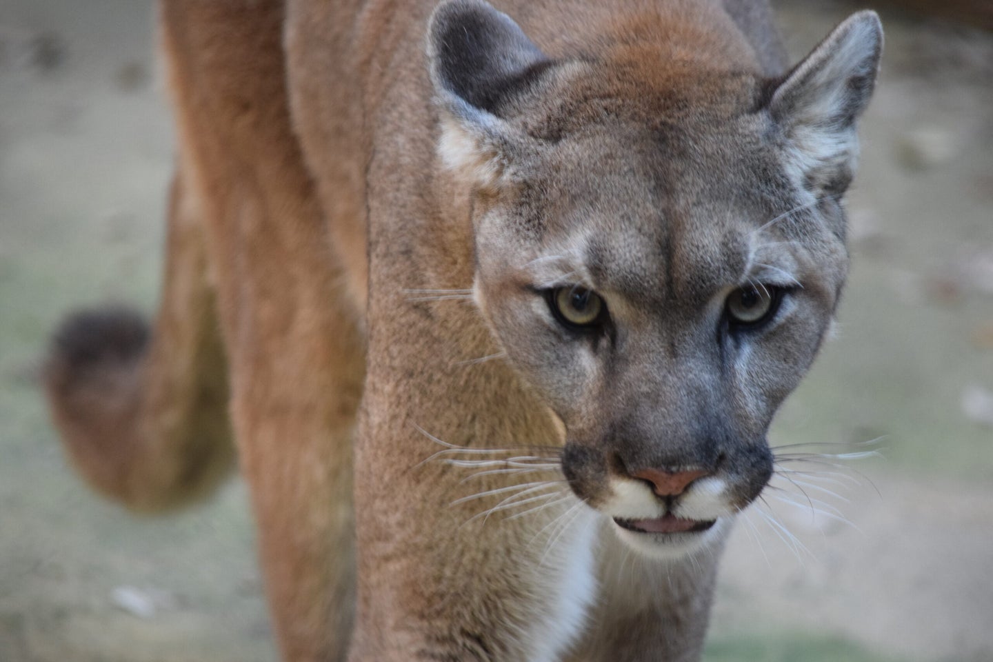 Cougar Attacks Young Girl In Washington State Field And Stream