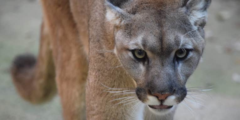 9-Year-Old Girl Survives Brutal Cougar Attack in Washington State