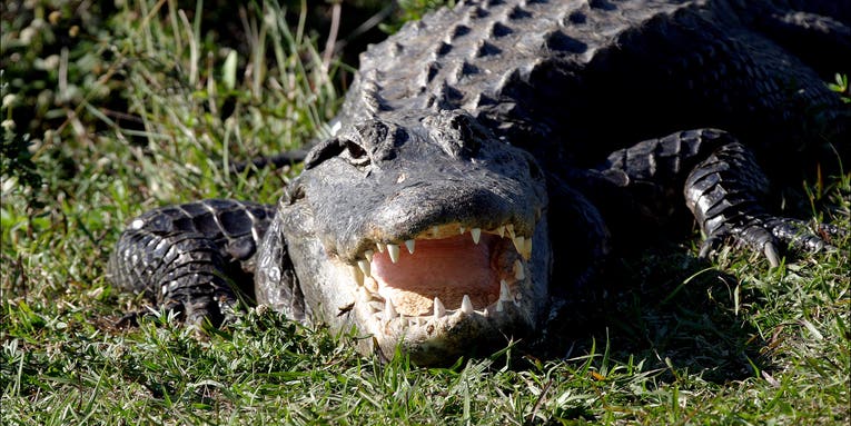 Alligator Attacks and Kills Man Looking for Frisbees in Florida Lake