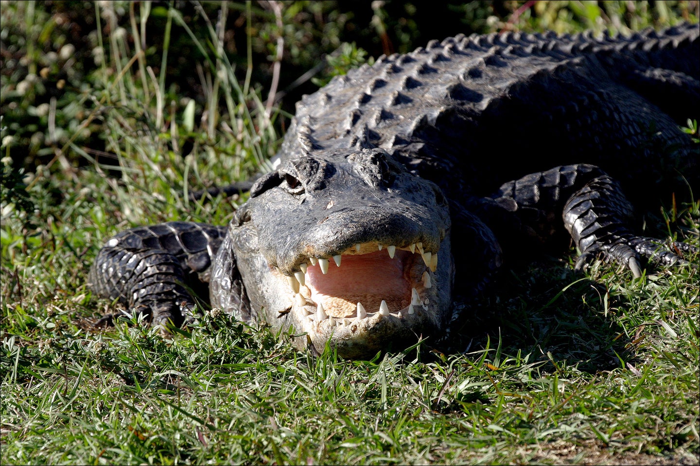 alligator with mouth open
