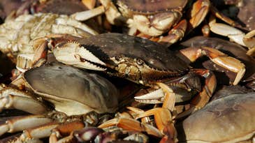 Crabber Faces Nearly $1 Million in Fines in the “Most Egregious Case of Unlawful Crabbing Activity in San Francisco’s History”