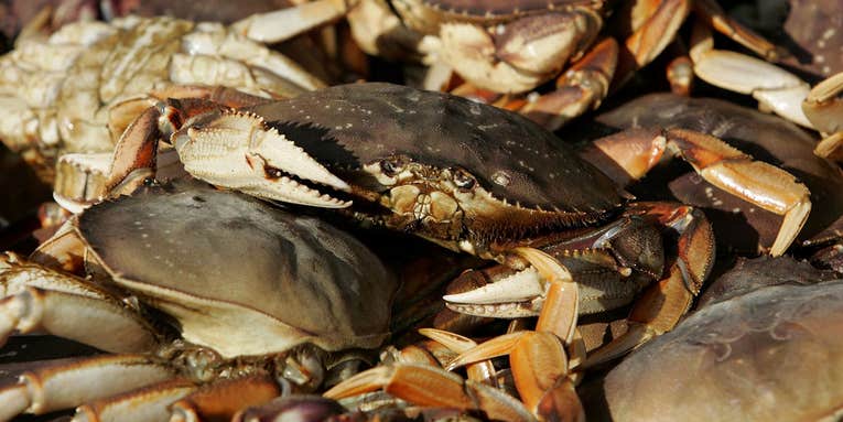 Crabber Faces Nearly $1 Million in Fines in the “Most Egregious Case of Unlawful Crabbing Activity in San Francisco’s History”