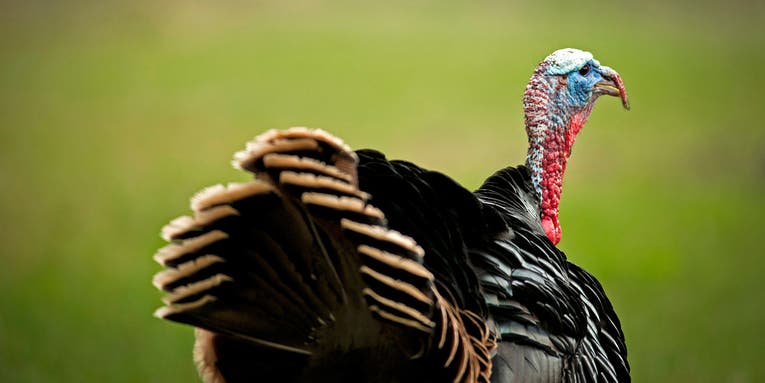 Missed a Turkey this Spring? (Me, too.) Here Are 5 Lessons to Learn From It