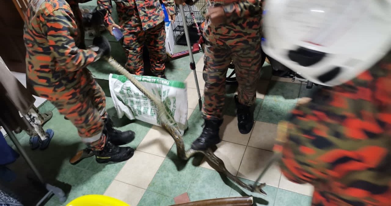 Four men in camouflage capturing a snake in a bathroom.