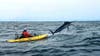 black marlin jumps right in front of kayak angler