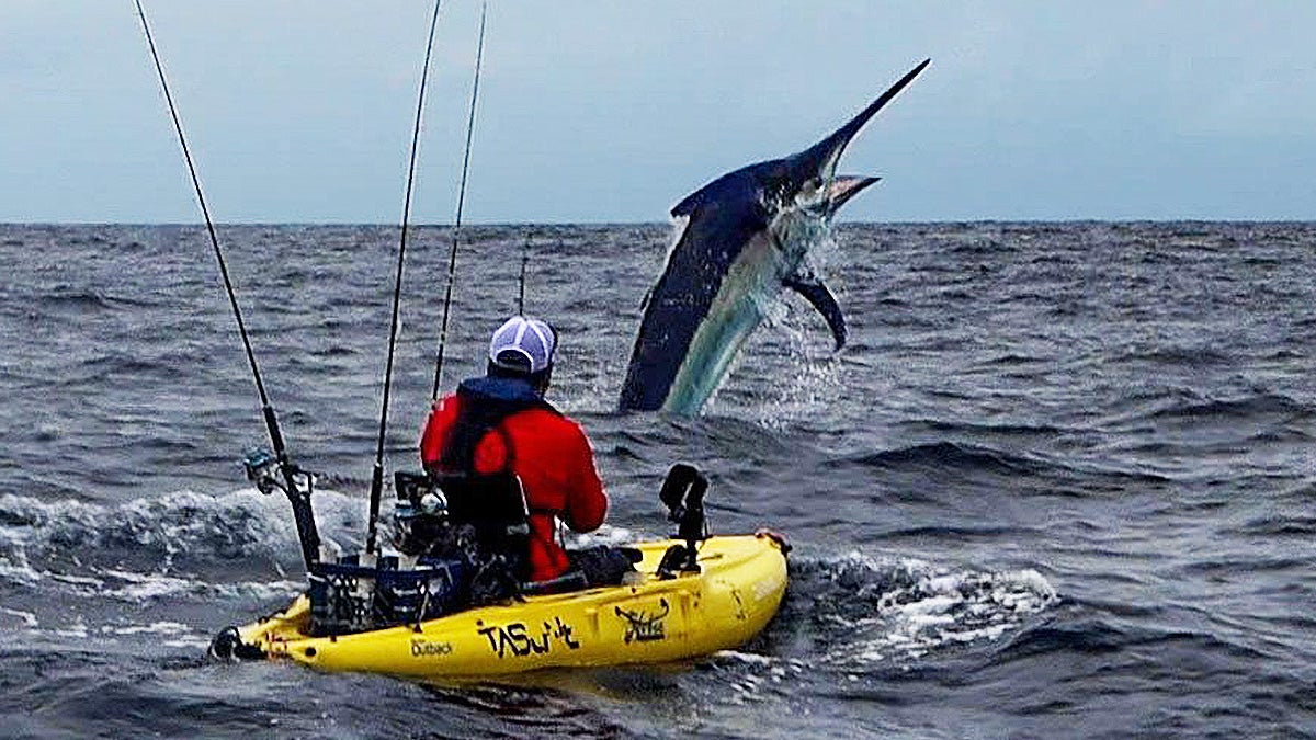 marlin jumps in front of kayak