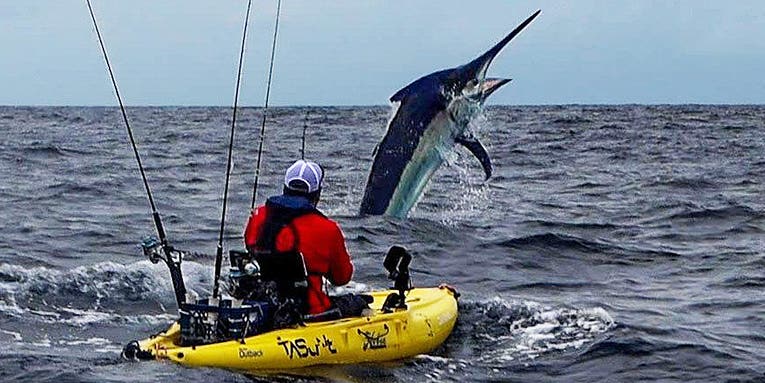 Video: Angler Battles Giant 600-Pound Black Marlin from a Kayak
