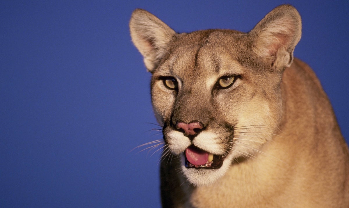 mountain lion on a blue background.