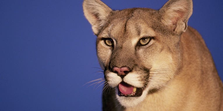 Mountain Lion Found in California School Classroom