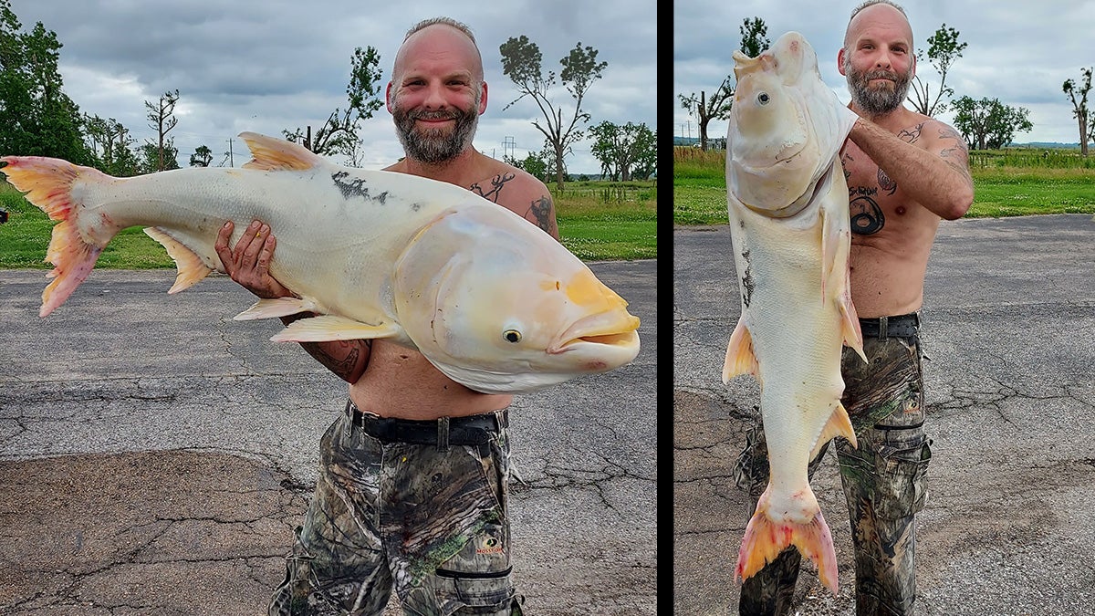 man holds large white bighead carp for photo