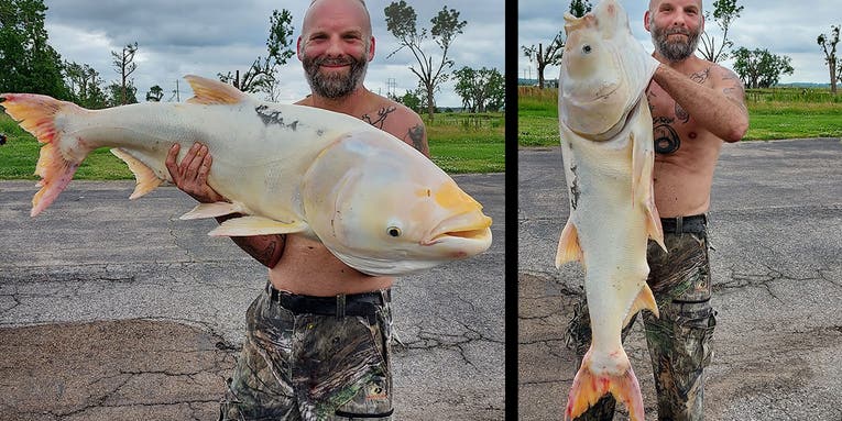Tennessee Man Snags 41-Pound Bighead Carp with Incredible White and Yellow Coloration