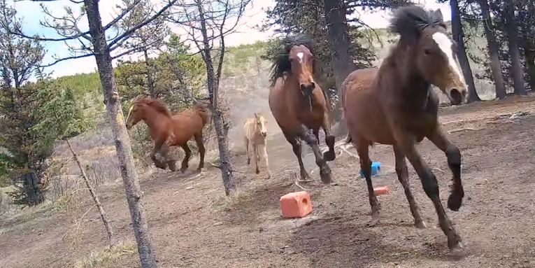 Watch: Grizzly Bear Sprints After a Herd of Wild Horses in Canada